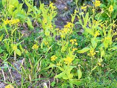 -上海佘山国家森林公园天马山园