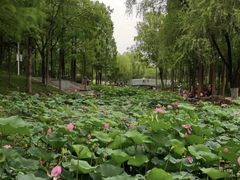 -大宁公园