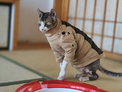 -猫在这儿猫咪咖啡馆·撸猫馆