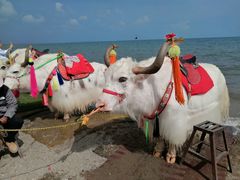 -青海湖国家重点风景名胜区