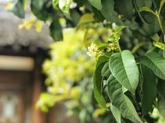 -帐篷客·溪龙茶谷度假酒店