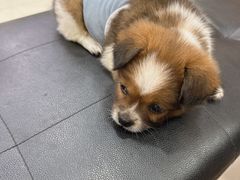 -乐琪宠物医院·犬猫专科·骨外科·急重症
