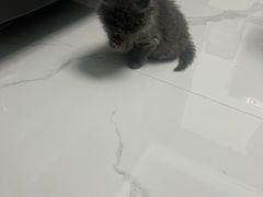 -艾贝尔宠物医院·24H转诊中心·肿瘤猫专科(江宁双龙店)