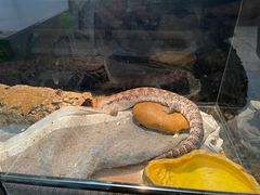 -酷以爬仙阁实体爬宠店·守宫·蜥蜴·专业繁育