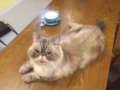 -猫色咖啡·猫咖