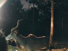 -清迈夜间动物园