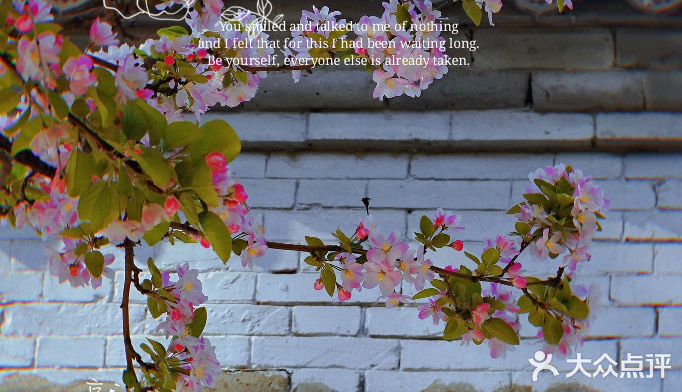 🌸京城赏花攻略|北土城地铁口，让你免费拥抱海棠花海🌷