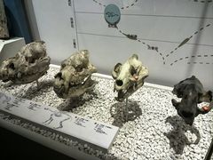 -国家自然博物馆