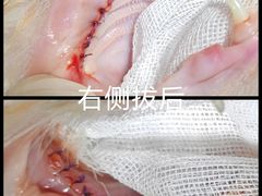 -纳吉亚猫专科动物诊疗中心(蒋宅口分院)
