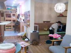 -滚猫咖啡·猫咖·猫友好撸猫(未来城店)