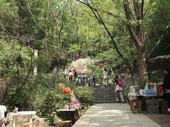 -王顺山国家森林公园