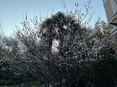 -西湖风景区十里琅珰-五云山