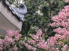 -金花茶公园