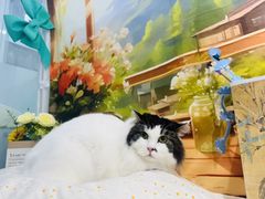 -爱洗澡的猫(望京店)