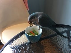 -藦茜花园宠物主题亲子互动体验馆(国顺东路店)
