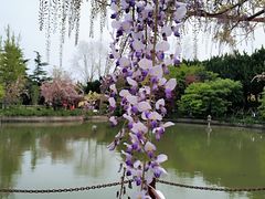 -嘉定紫藤园