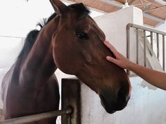 -松声马术俱乐部