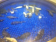 -腾阁自助餐厅(朝林广场店)