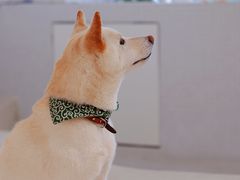 -柴务处·柴犬主题狗咖