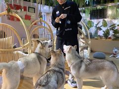 -Husky Go! 哈士奇体验馆·宠物咖啡厅狗咖