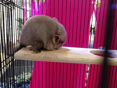 -凯德广场(学府店)