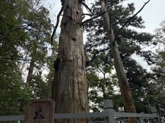 -天目山大树王景区