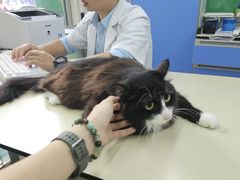 -瑞派动物医院·猫专科·至诚(江南中分院)