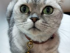 -李小姐の猫咖啡馆(五角场店)