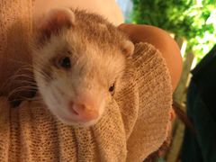 -藦茜花园宠物主题亲子互动体验馆(国顺东路店)