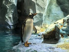 -帝企鹅自助餐厅•儿童岛•真企鹅(长隆企鹅酒店)