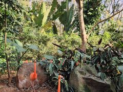 -海南热带野生动植物园