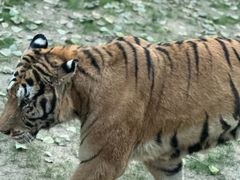 -北京野生动物园