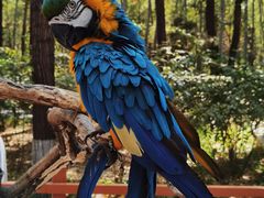 -北京野生动物园