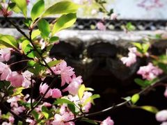 -上海醉白池公园