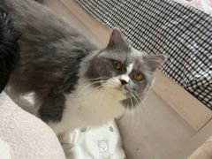 -博特宠物医院24h犬猫全科.骨科·异宠