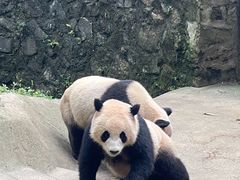 -都江堰中华大熊猫苑