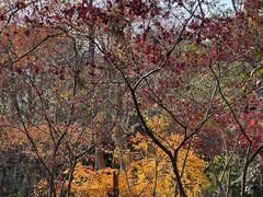 -杭州半山国家森林公园