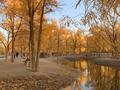 -金塔沙漠胡杨林景区