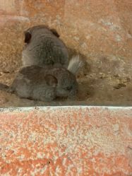 -酷嗒动物文化乐园(cutezoo西溪乐天城店)