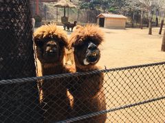 -大连森林动物园