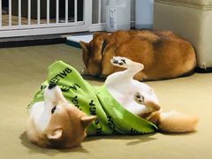 -逗柴咖啡屋·狗咖猫咖宠物桌游
