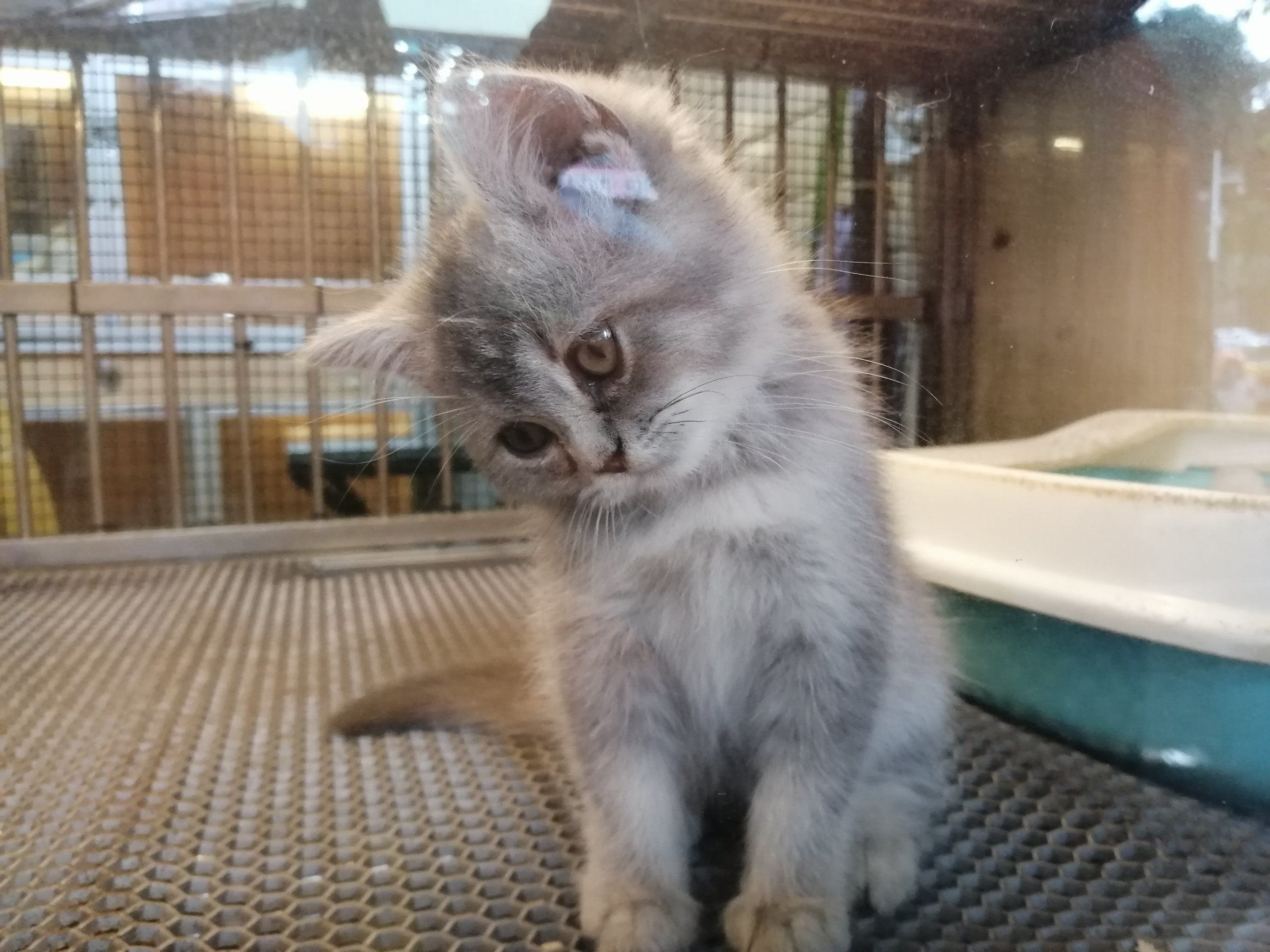 歪头小奶猫和趴趴小奶狗