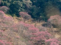 -新建村梅花