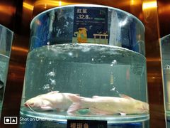 -香坝坝鲜鱼火锅(春熙路店)