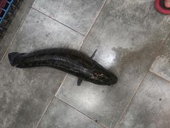 -活鱼馆(宜兴埠店)