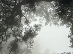 -天目山大树王景区