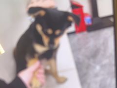 -爱诺耐芙动物医院(万博店)