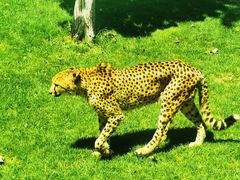 -北京野生动物园