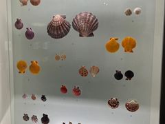 -青岛贝壳博物馆