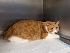 -纳吉亚猫专科动物医院(康都外科中心)